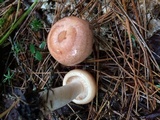 Lactarius vinaceorufescens image