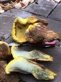 Buchwaldoboletus sphaerocephalus image
