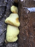 Buchwaldoboletus sphaerocephalus image