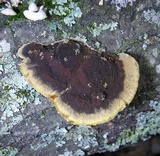 Phellinus gilvus image