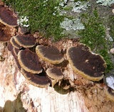 Phellinus gilvus image