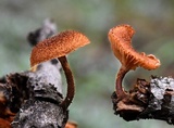 Phaeomarasmius erinaceus image