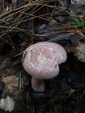 Lactarius subpurpureus image
