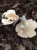 Lactarius deceptivus image