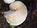 Rhodocollybia maculata image