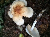 Rhodocollybia maculata image