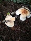 Rhodocollybia maculata image