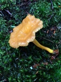 Cantharellus ignicolor image