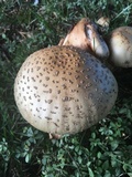 Amanita amerirubescens image