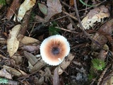Lepiota rubrotinctoides image