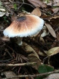 Lepiota rubrotinctoides image