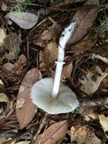Lepiota rubrotinctoides image