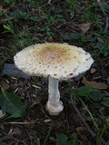 Amanita multisquamosa image