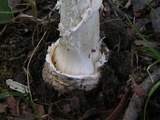Amanita multisquamosa image
