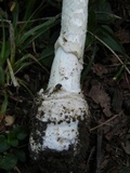 Amanita multisquamosa image