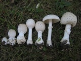 Amanita multisquamosa image