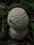 Amanita multisquamosa image