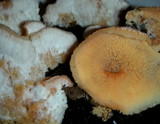 Merulius tremellosus image