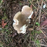 Entoloma subsaundersii image