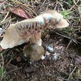 Entoloma subsaundersii image