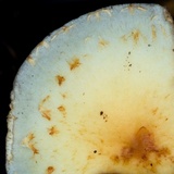 Leratiomyces squamosus image