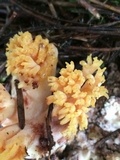 Ramaria rubribrunnescens image