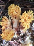 Ramaria rubribrunnescens image