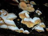 Merulius tremellosus image
