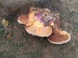 Ganoderma curtisii image