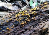 Sphaerosporium lignatile image