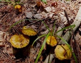 Suillus americanus image