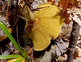 Suillus americanus image