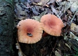 Lactifluus hygrophoroides image