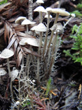 Dendrocollybia racemosa image