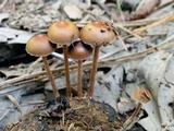Psilocybe coprophila image