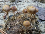 Psilocybe coprophila image
