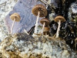 Psilocybe coprophila image