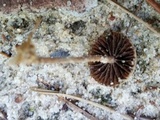 Psilocybe coprophila image