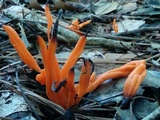 Clavulinopsis aurantiocinnabarina image