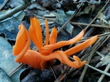 Clavulinopsis aurantiocinnabarina image