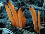 Clavulinopsis aurantiocinnabarina image