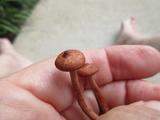 Lactarius camphoratus image