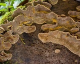 Xylobolus subpileatus image