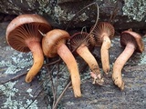 Chroogomphus conacytiensis image