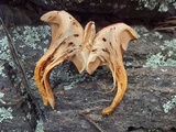 Chroogomphus conacytiensis image