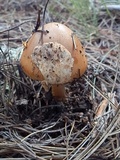Amanita sect. Vaginatae image
