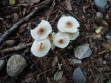 Lepiota cristata image