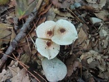 Lepiota cristata image