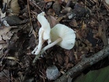 Lepiota cristata image