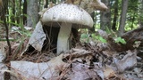 Amanita atkinsoniana image